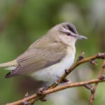 crested woodland bird nyt