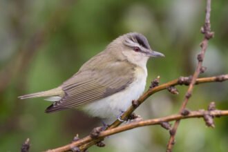 crested woodland bird nyt